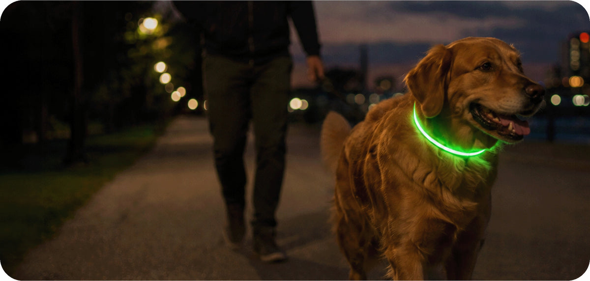 ŚWIECĄCA OBROŻA DLA PSA ZIELONA LED USB 3 TRYBY ŚWIECENIA REGULOWANA NEON
